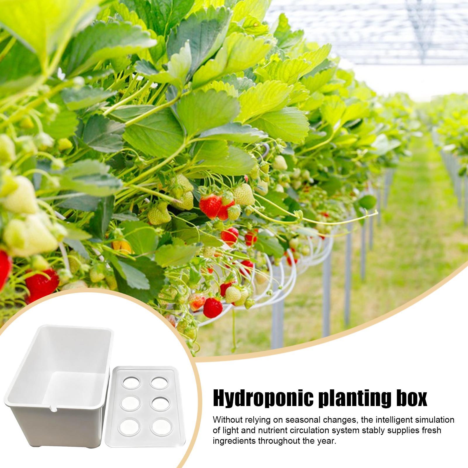 Hydroponic Planting Kit Beginn - Hydroponic System のレビューと価格
