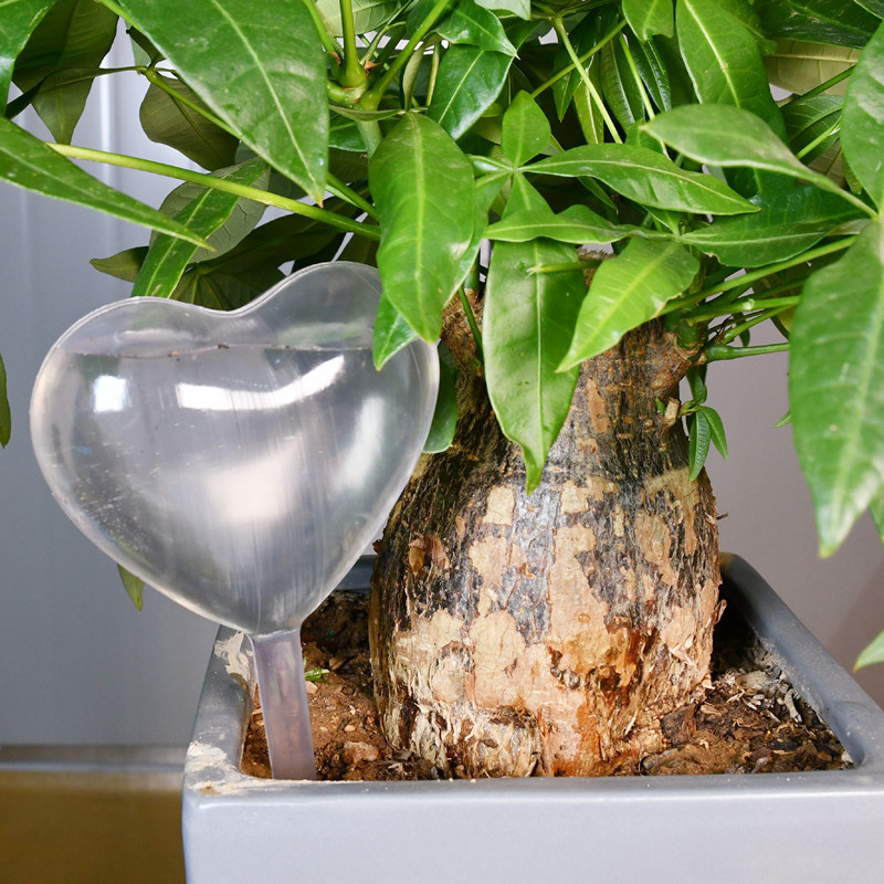 House/Garden Water Houseplant  - Gardening Tools Equipment のレビューと価格