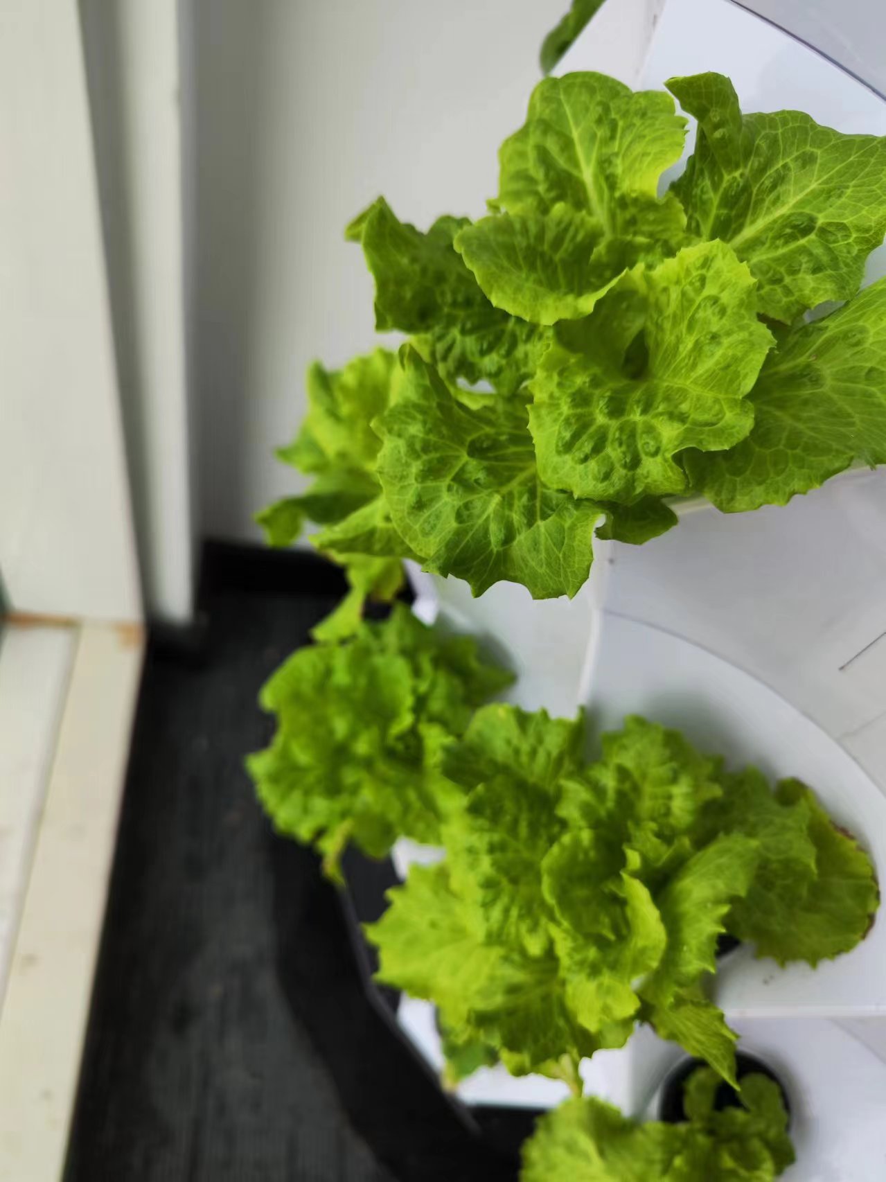 Farm Auto Irrigation Drip Kit  - Hydroponic System のレビューと価格