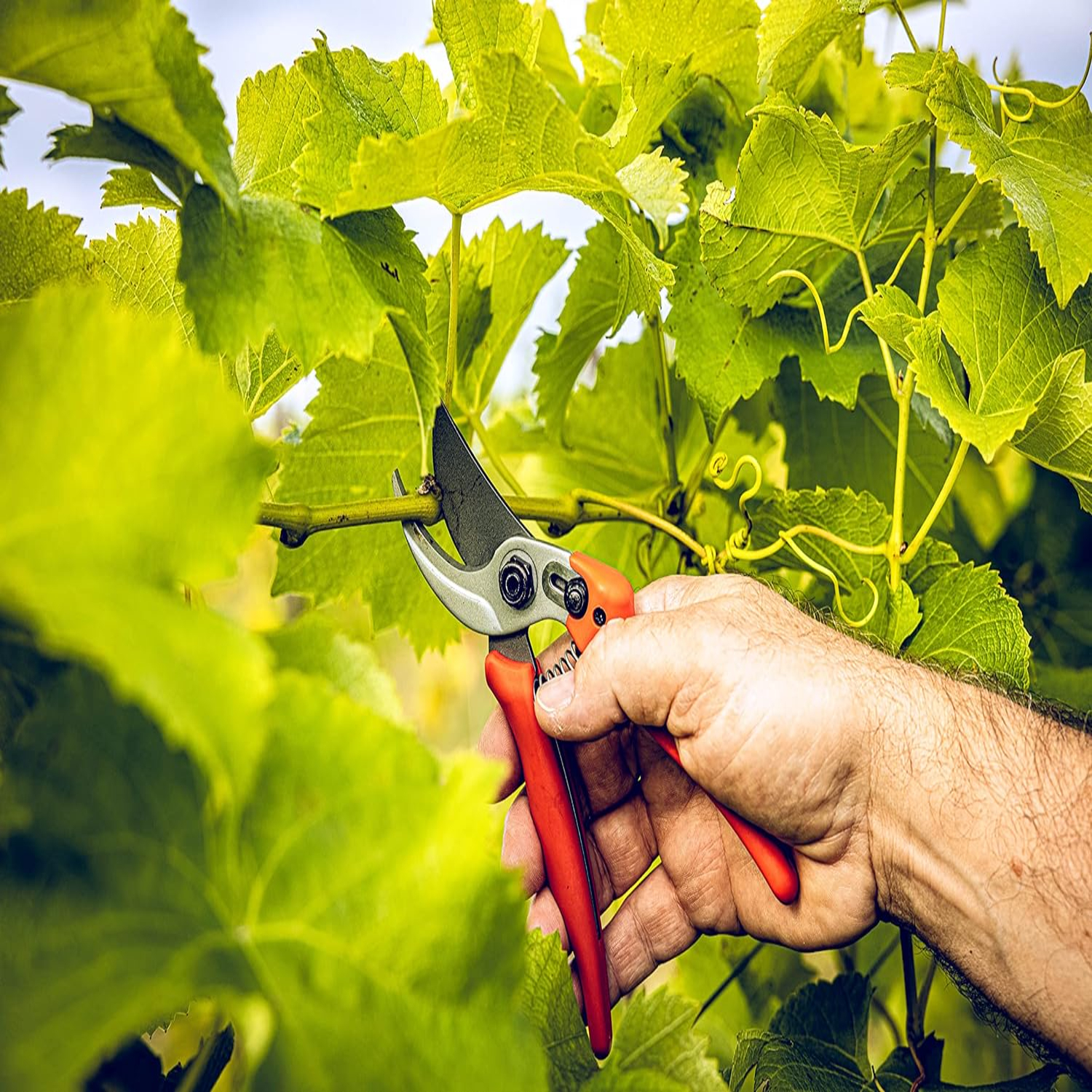 Versatile, Durable, and Precis - Gardening Tools Must Haves のレビューと価格